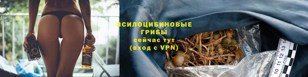прущие грибы Козельск