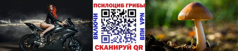 Купить где  Алзамай  Псилоцибиновые грибы GOLDEN TEACHER 